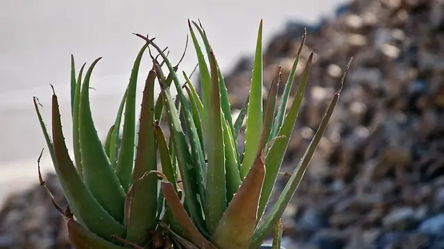 Aloe vera plant with thick, upright, spotted succulent leaves