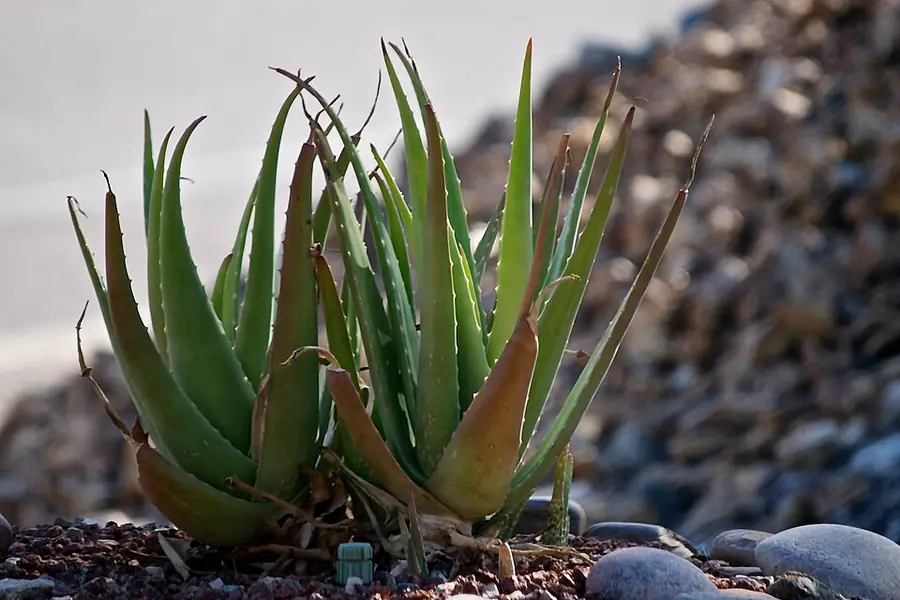 Aloe vera plant with thick, upright, spotted succulent leaves