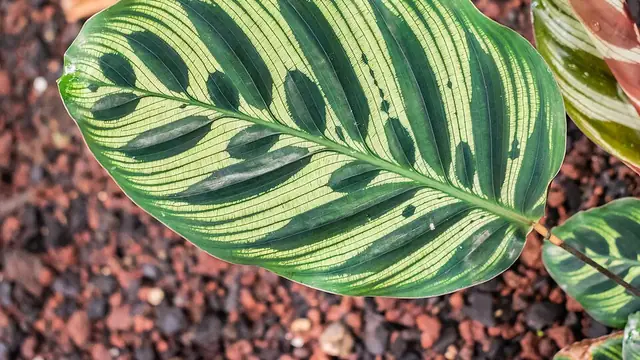 Calathea leaf showing its distinctive feathered green pattern