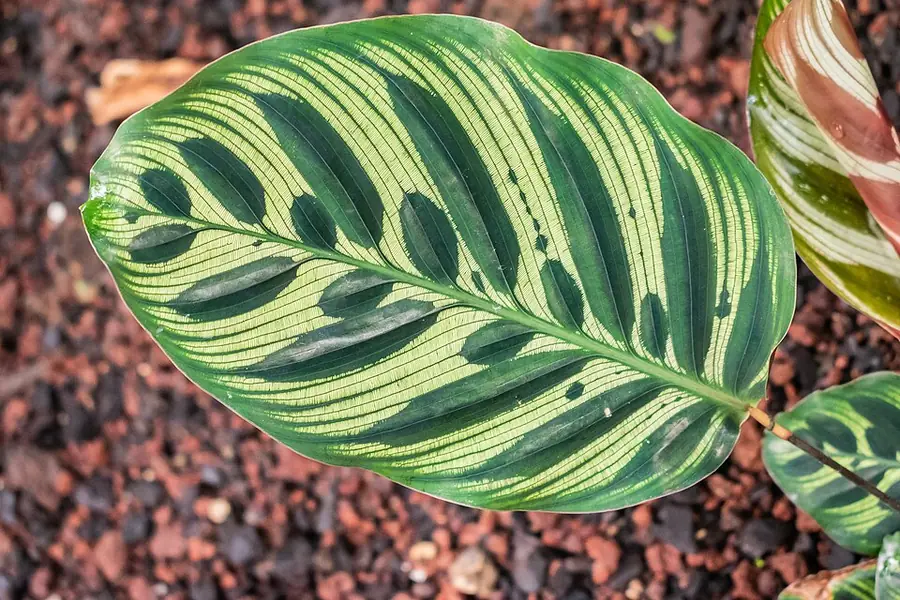 Calathea leaf showing its distinctive feathered green pattern