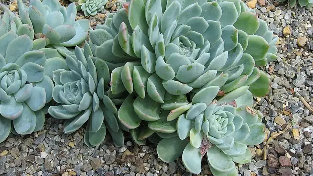 Cluster of blue-green Echeveria rosettes