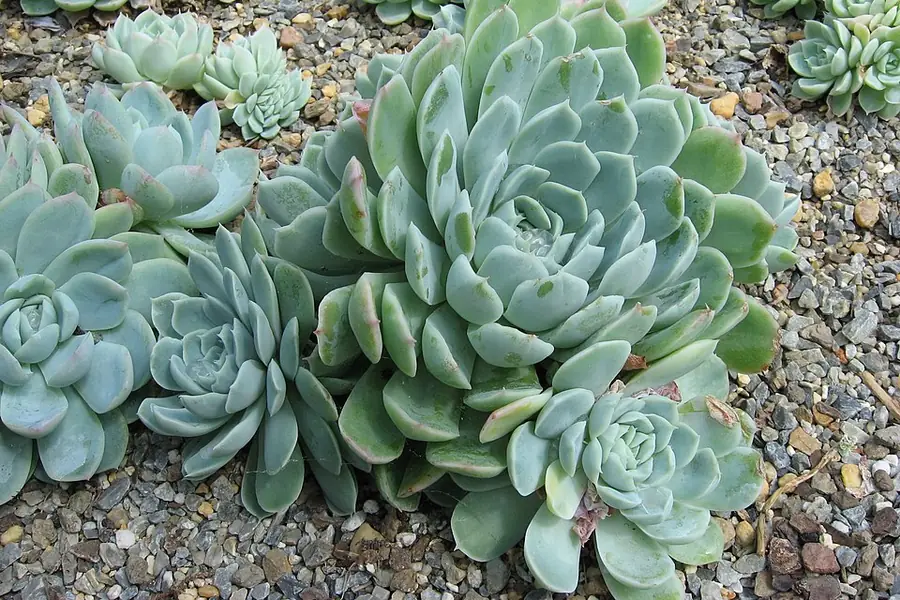 Cluster of blue-green Echeveria rosettes