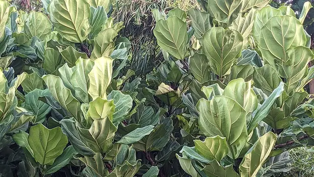 Fiddle leaf fig with large violin-shaped glossy leaves