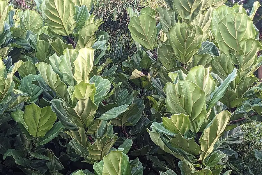 Fiddle leaf fig with large violin-shaped glossy leaves