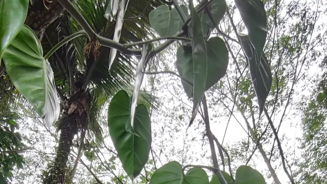 Glossy heart-shaped leaf of a heartleaf philodendron