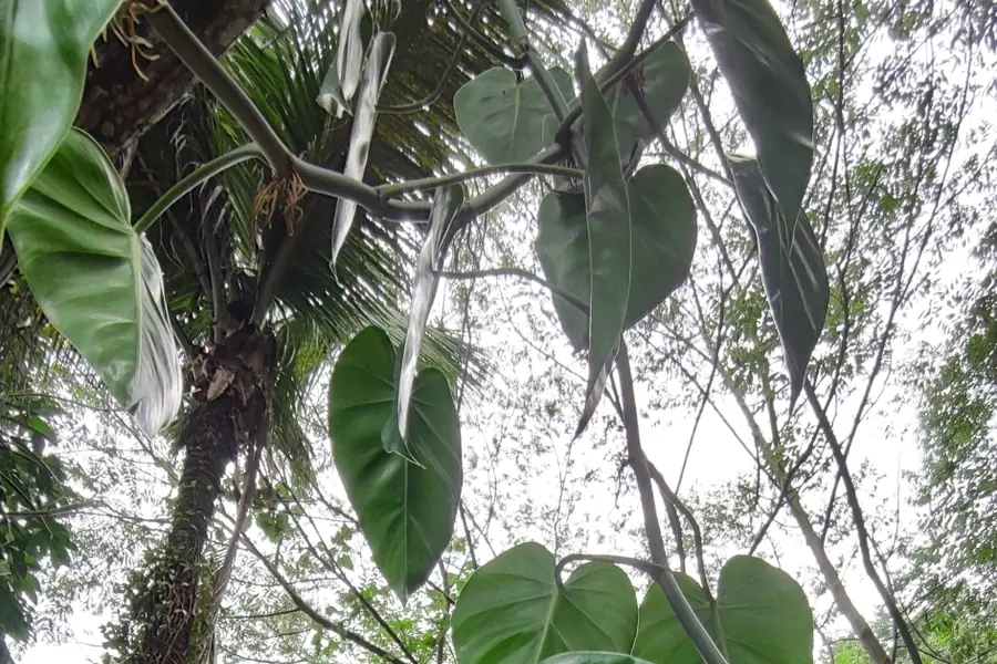 Glossy heart-shaped leaf of a heartleaf philodendron