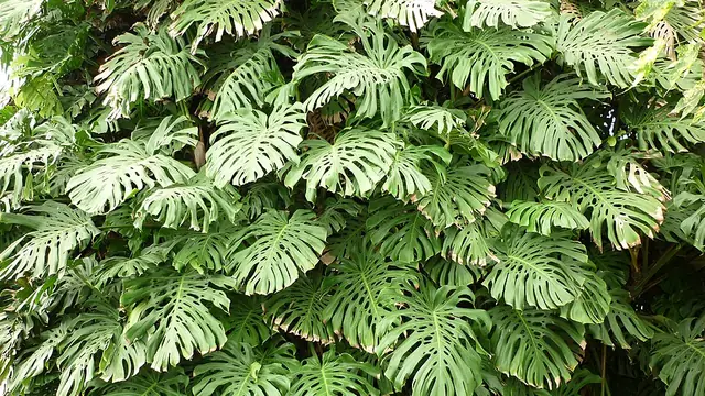 Monstera deliciosa foliage with deeply split, fenestrated leaves