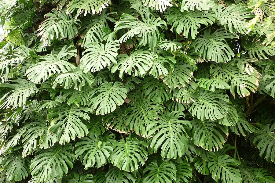 Monstera deliciosa foliage with deeply split, fenestrated leaves