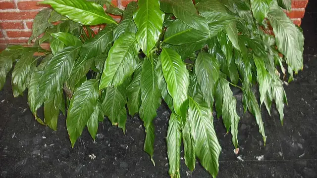 Peace lily plant with glossy dark green lance-shaped leaves