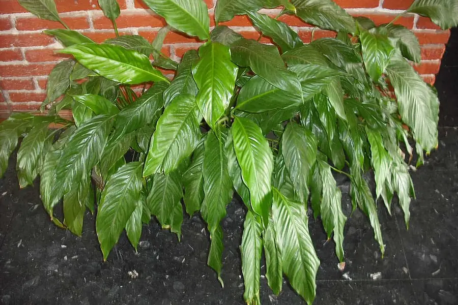 Peace lily plant with glossy dark green lance-shaped leaves
