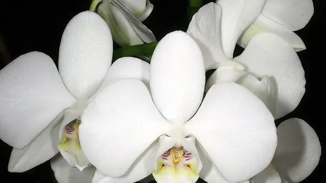 White Phalaenopsis moth orchid flowers in bloom