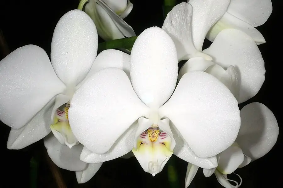 White Phalaenopsis moth orchid flowers in bloom