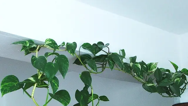 Pothos vine trailing with variegated heart-shaped leaves
