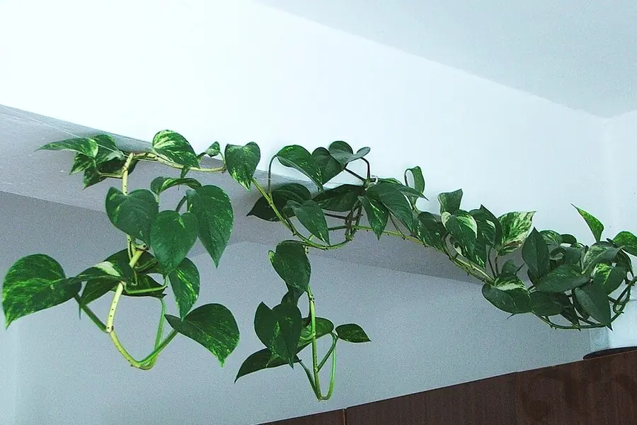 Pothos vine trailing with variegated heart-shaped leaves