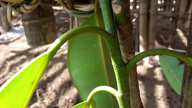 Rubber plant with thick glossy dark green leaves and a red new-growth sheath