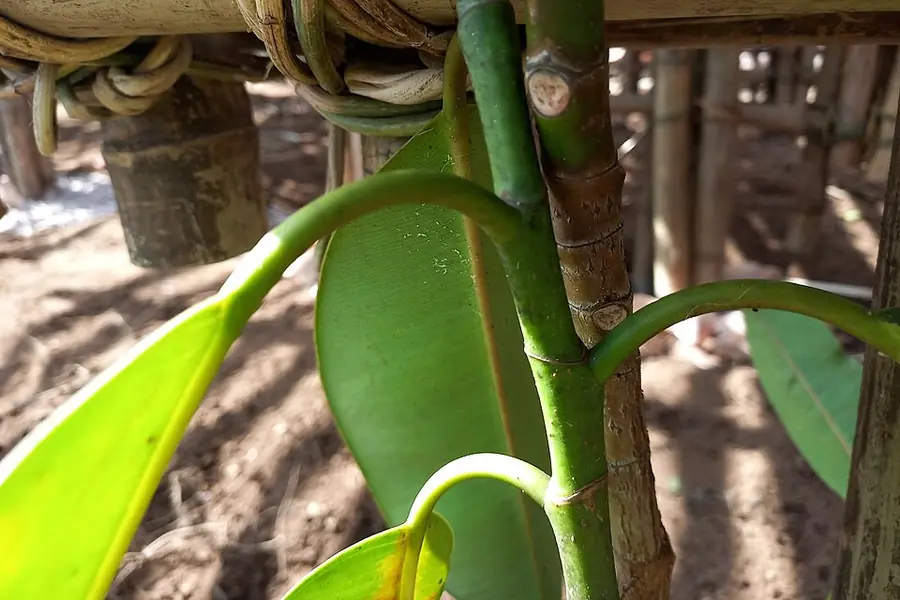 Rubber plant with thick glossy dark green leaves and a red new-growth sheath