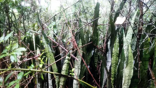 Snake plant with tall upright banded sword-shaped leaves