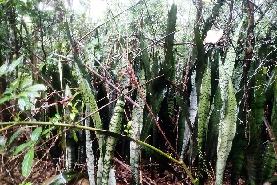 Snake plant with tall upright banded sword-shaped leaves