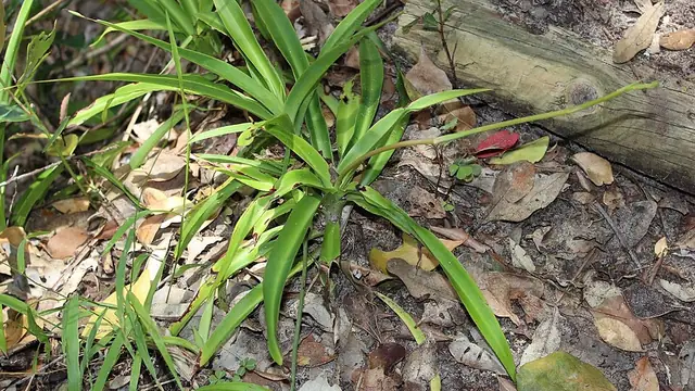 Spider plant with arching green and cream striped leaves