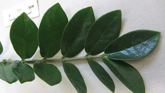 ZZ plant stem with paired glossy dark green leaflets