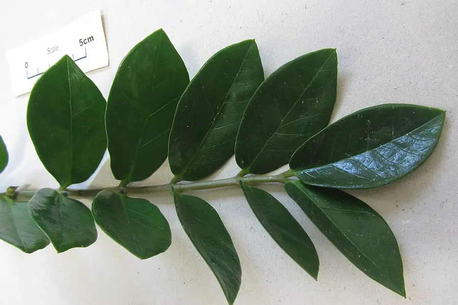 ZZ plant stem with paired glossy dark green leaflets